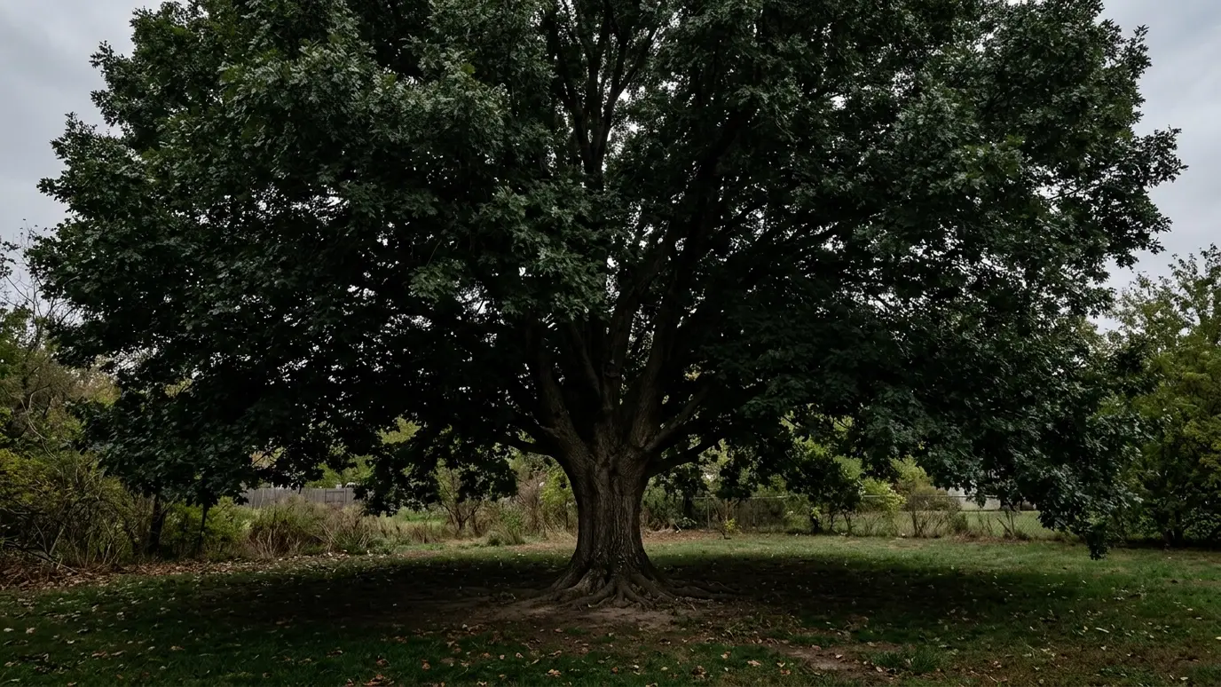 Before: a mature shade tree with a dense, dark canopy blocking light and wind