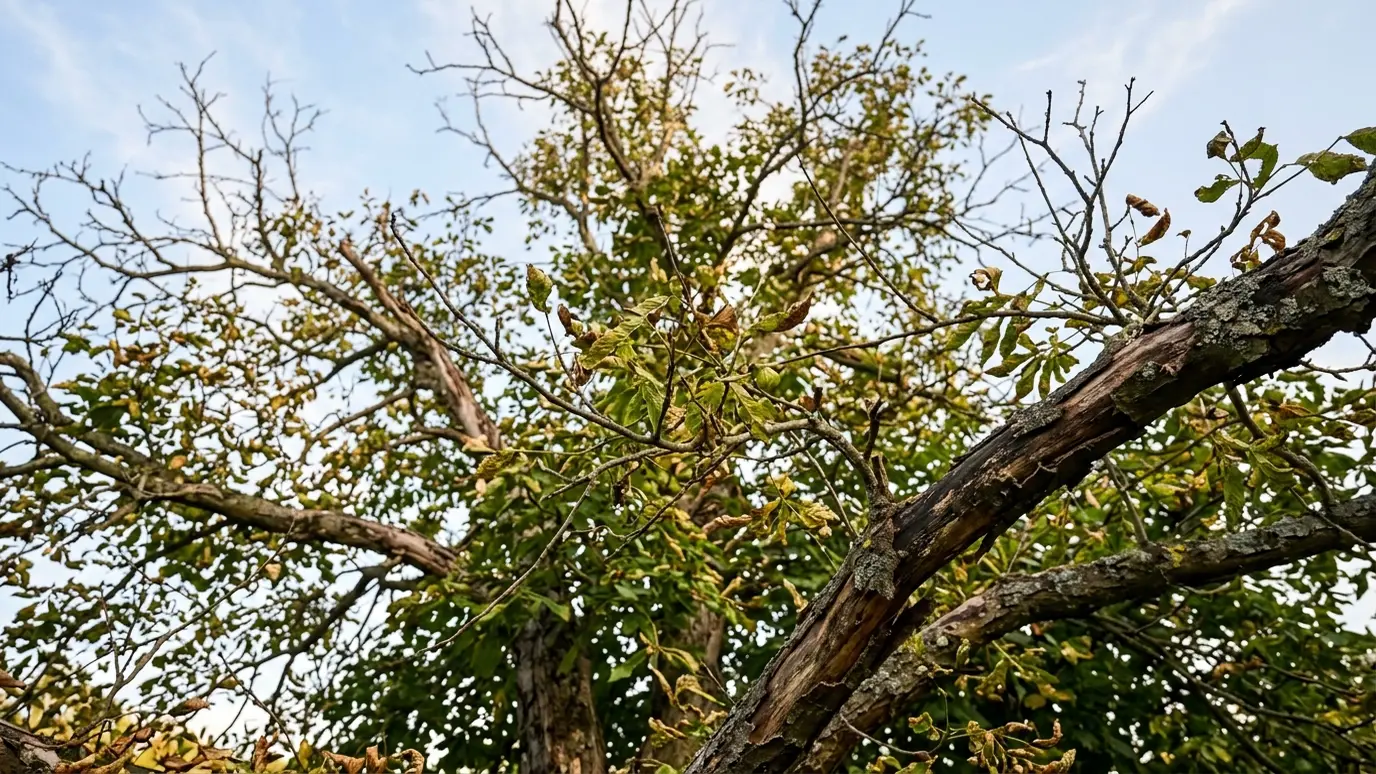 Declining and Sick Trees explained for Nashville and Middle Tennessee