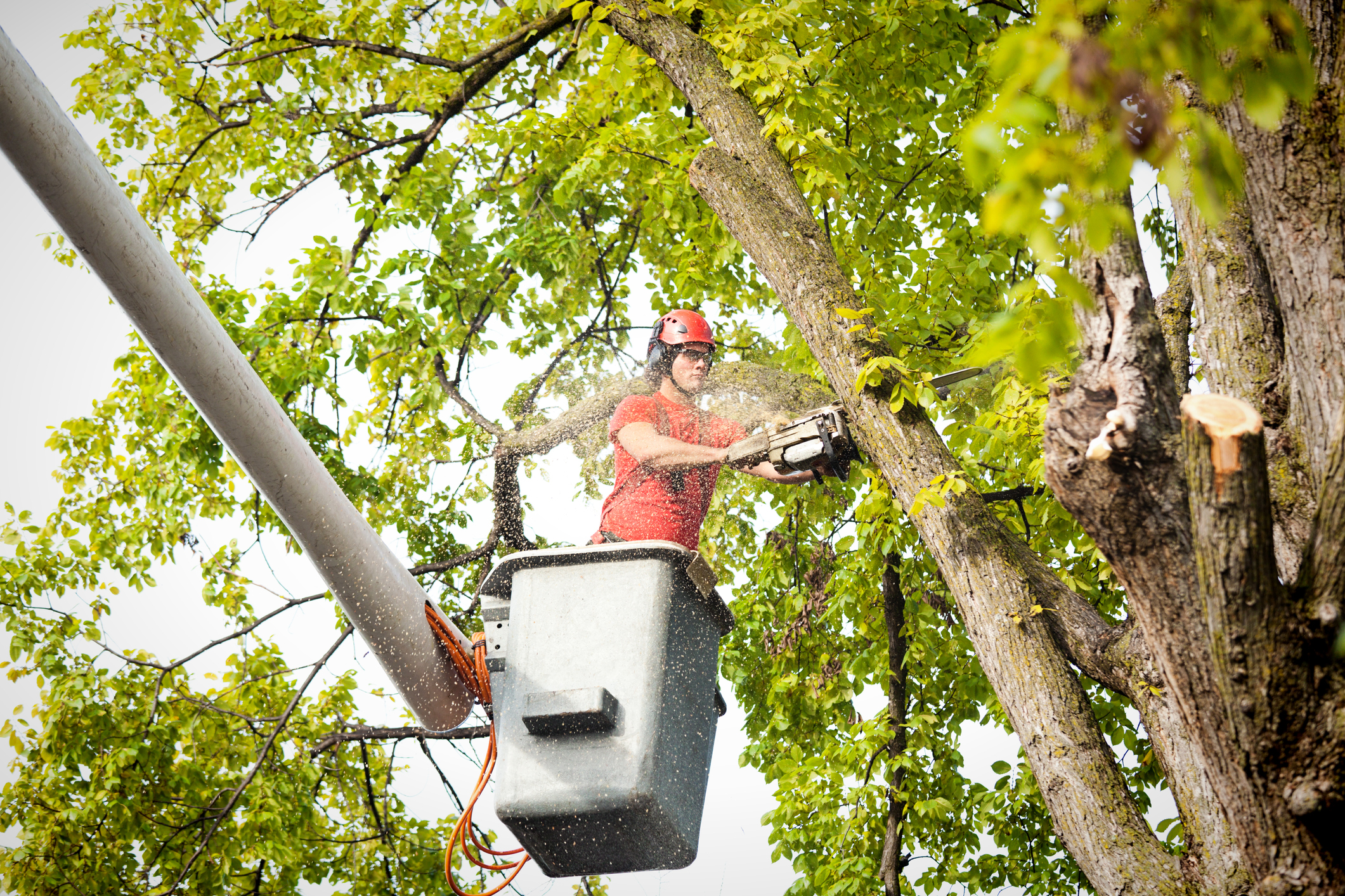 Tree Cutting Arborist Nashville