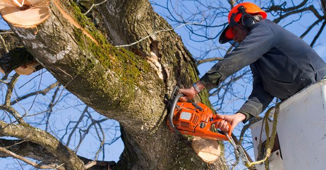 Nashville Tree Removal Contractor
